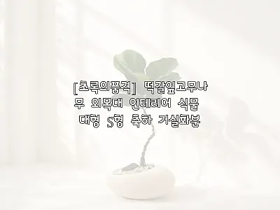 [초록의품격] 떡갈잎고무나무 외목대  관련 이미지 1